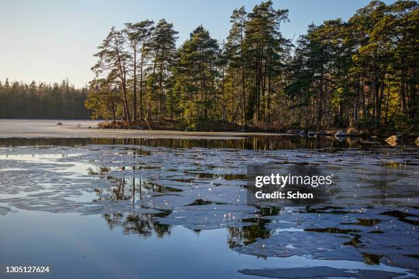 ice breaking in a lake with a wooded beach in the background in evening light - meerlandschaft stock-fotos und bilder