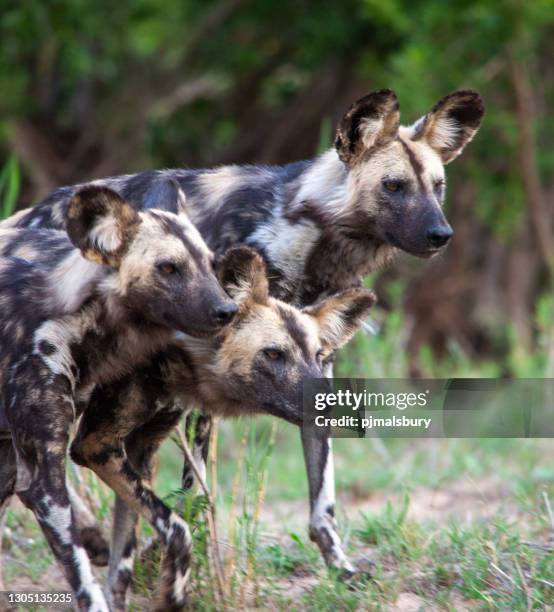 chiens sauvages africains - lycaon photos et images de collection