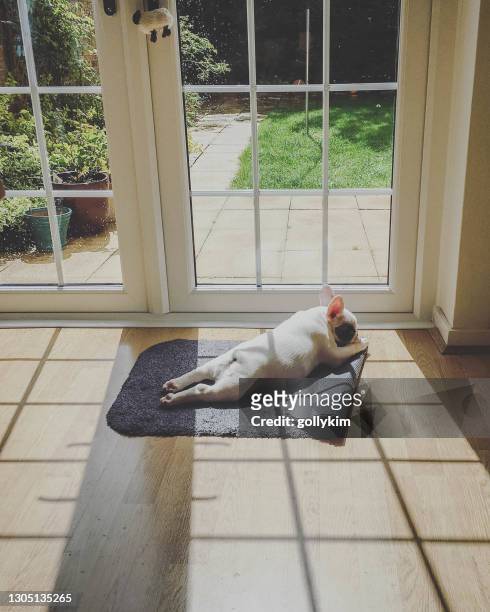ドアマットに入浴する子犬の日光浴 - dog heat ストックフォトと画像