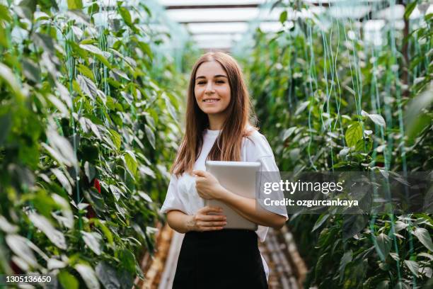 young women using a tablet to examine peppers and their growth - young agronomist stock pictures, royalty-free photos & images