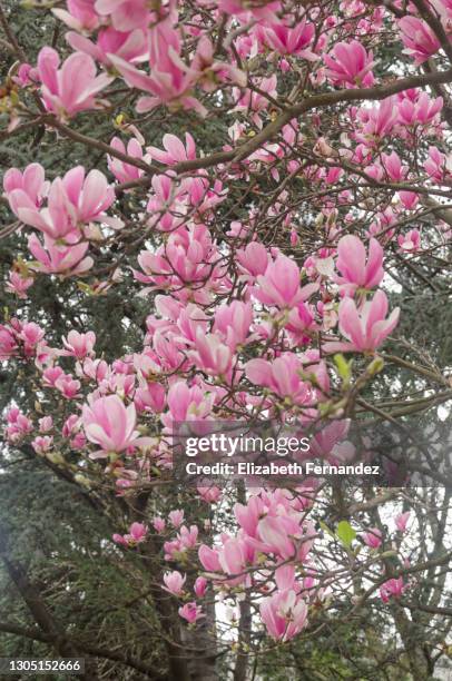 beautiful purple magnolia flowers in the spring season on the magnolia tree. - magnolia soulangeana fotografías e imágenes de stock