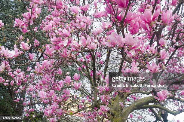 beautiful purple magnolia flowers in the spring season on the magnolia tree. - magnolia soulangeana fotografías e imágenes de stock