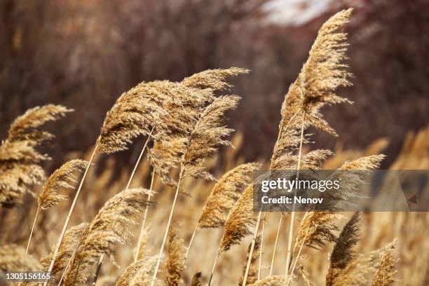 image of feather reed grass - pampas stock pictures, royalty-free photos & images