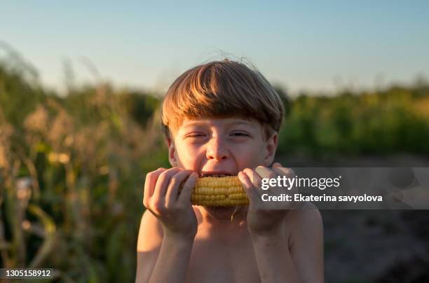 the boy holds a head of corn and bites it. - boy eating cereal stock pictures, royalty-free photos & images