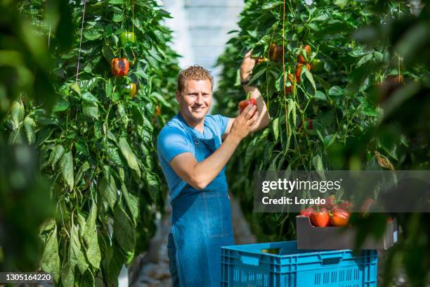 un operaio maschio in una serra di paprika in olanda - orticoltura foto e immagini stock
