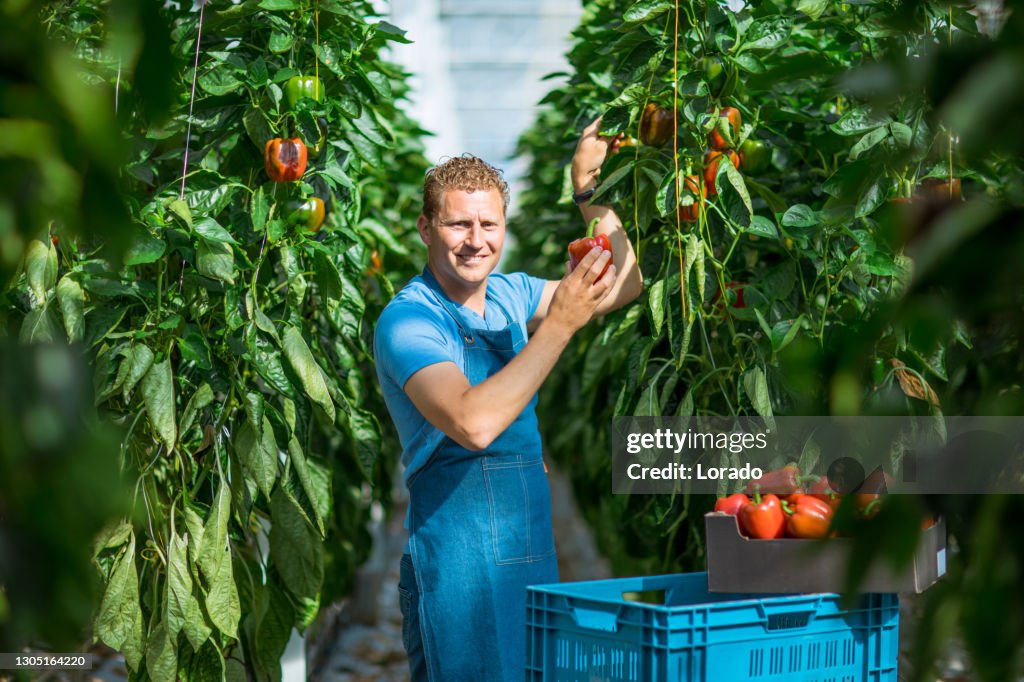 A male worker in a Paprika Greenhouse in Holland
