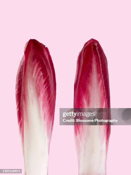 easter bunny ears - endive stock pictures, royalty-free photos & images