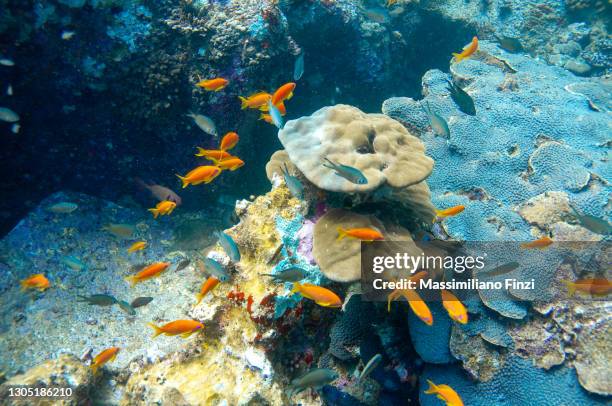 underwater scene. coral structure with anthias red fish - redfish stock-fotos und bilder