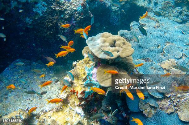 underwater scene. coral structure with anthias red fish - redfish fotografías e imágenes de stock