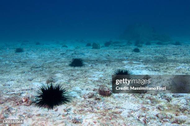 underwater landscape, banded sea urchin, echinothrix calamaris, on a sandy sea bottom - sea urchin stock pictures, royalty-free photos & images