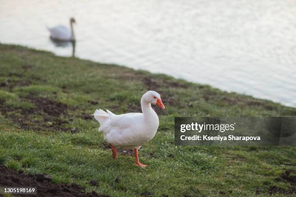 goose by the river / stream-stock photo - riverbank stock-fotos und bilder