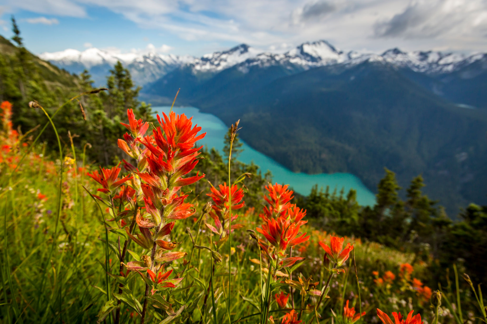 wildflowers