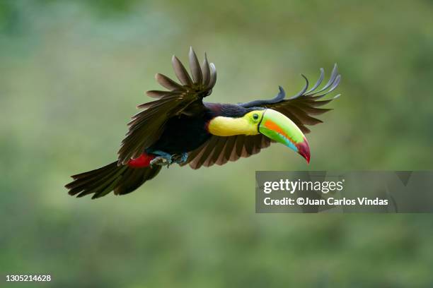 keel-billed toucan (ramphastos sulfuratus) - toucan stock pictures, royalty-free photos & images