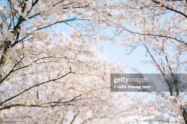 cherry blossoms in full bloom - 桜並木 ストックフォトと画像