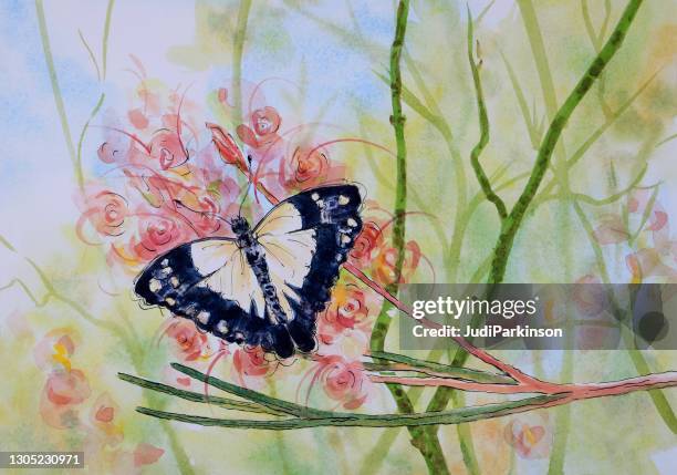 caper white butterfly resting on a grevillea flower watercolor painting - caper stock illustrations