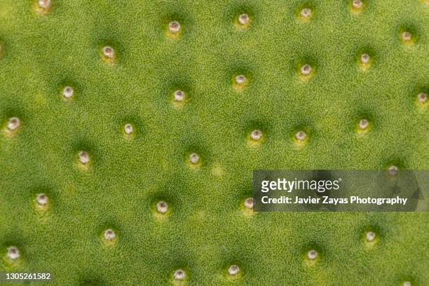 cactus leaves (opuntia violacea) - spiked imagens e fotografias de stock