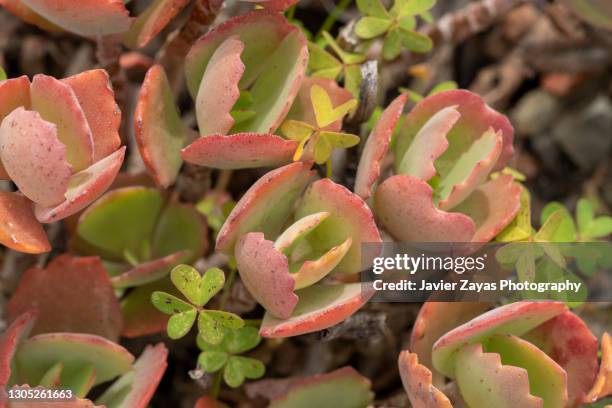 cactus leaves (kalanchoe thyrsiflora) - kalanchoe stock pictures, royalty-free photos & images