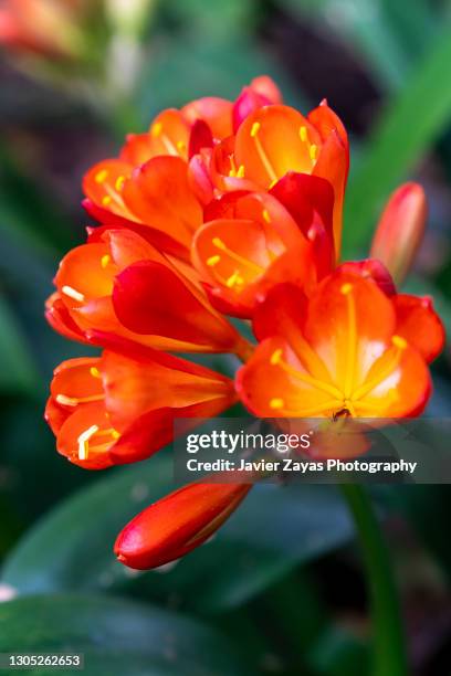 orange flowers (clivia miniata) - clivia lily stock pictures, royalty-free photos & images