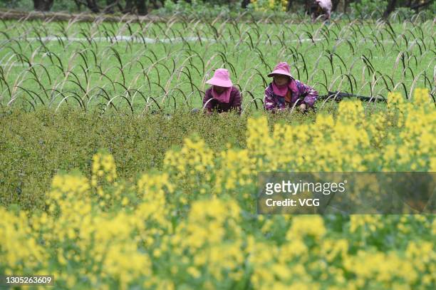 Farmers work in a rapeseed flower field during the spring sowing season on March 4, 2021 in Zunyi, Guizhou Province of China.