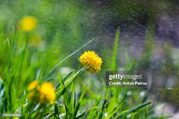 yellow dandelions at summer rain - may in the summer stock pictures, royalty-free photos & images