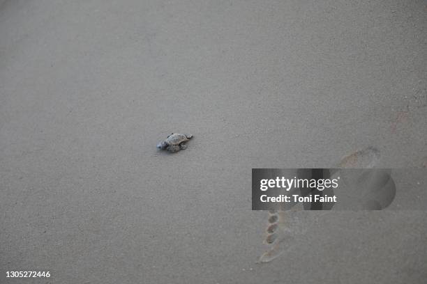 an endangered turtle starting his new life - endangered animals stock pictures, royalty-free photos & images