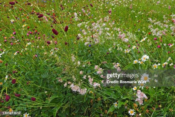 flowering mountain meadow, full frame - erba vescica foto e immagini stock