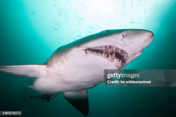 sand tiger shark, or grey nurse shark as they are known in australia, at the seal rocks marine park, nsw, australia. - tiger shark stock-fotos und bilder