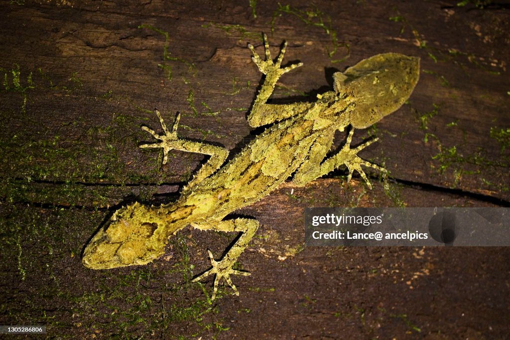 Leaf Tailed Gecko