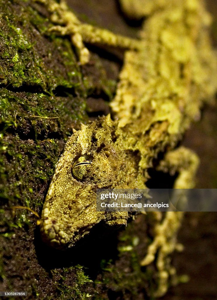 Leafed tail Gecko headshot