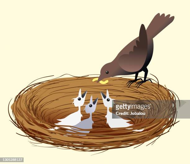 mother bird feeding her chicks - bird's nest stock illustrations