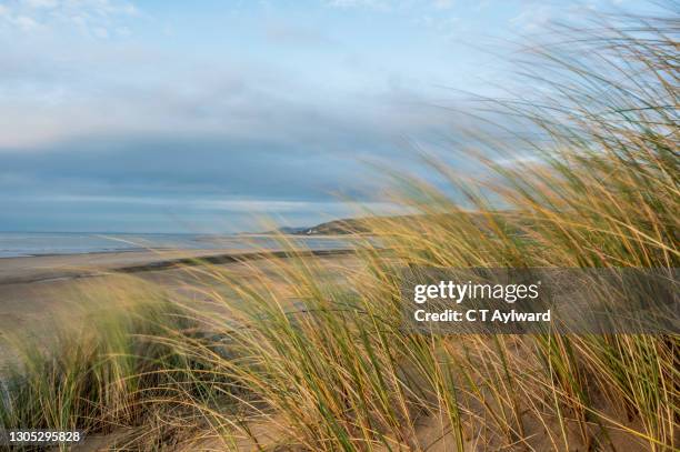 swaying grasses and sand dunes on beach - vass gräsfamiljen bildbanksfoton och bilder