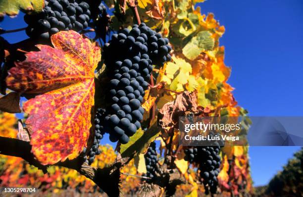 harvest of malbec grape in vineyard, luján de cuyo, mendoza, argentina - argentina vineyard stock pictures, royalty-free photos & images