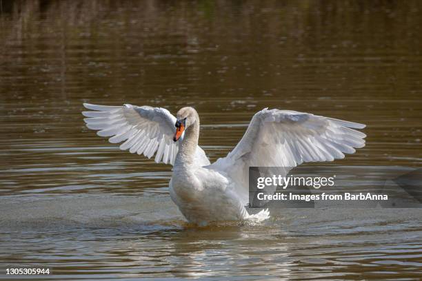 mute swan stretching and flapping wings on the water - swan stock-fotos und bilder