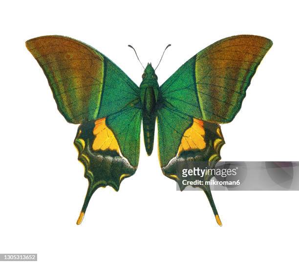 old lithograph of entomology, the kaiser-i-hind butterfly (teinopalpus imperialis) - moth - fotografias e filmes do acervo