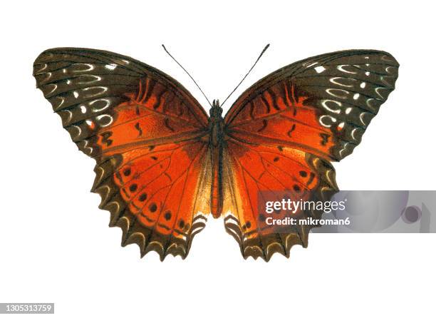 old lithograph of entomology, the red lacewing (cethosia biblis) - papillon de nuit photos et images de collection
