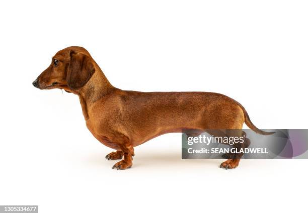 side view sausage dog - teckel stockfoto's en -beelden