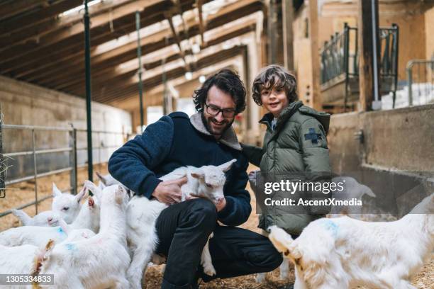 father and son relax with herd of baby goats in the morning - goat pen stock pictures, royalty-free photos & images