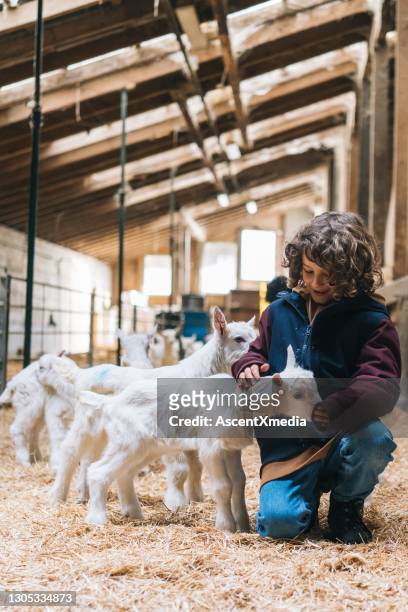 young boy relaxes in barn, with herd of baby goats in the morning - goat pen stock pictures, royalty-free photos & images
