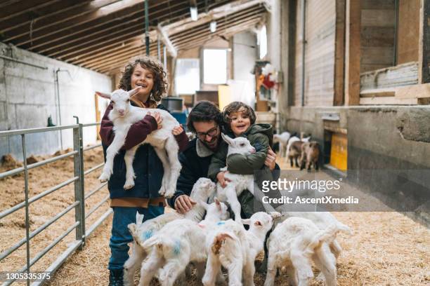 father and two sons relax in barn, with herd of baby goats in the morning - goat pen stock pictures, royalty-free photos & images