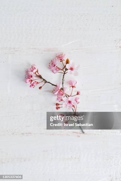 16,001 Cherry Blossom Background Photos and Premium High Res Pictures - Getty Images 16,001 Cherry Blossom Background Photos and Premium High Res Pictures - Getty Images