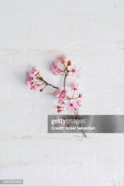 from above of a still life of blooming cherry tree branch with buds and flowers on a white background - flowers white background stock pictures, royalty-free photos & images