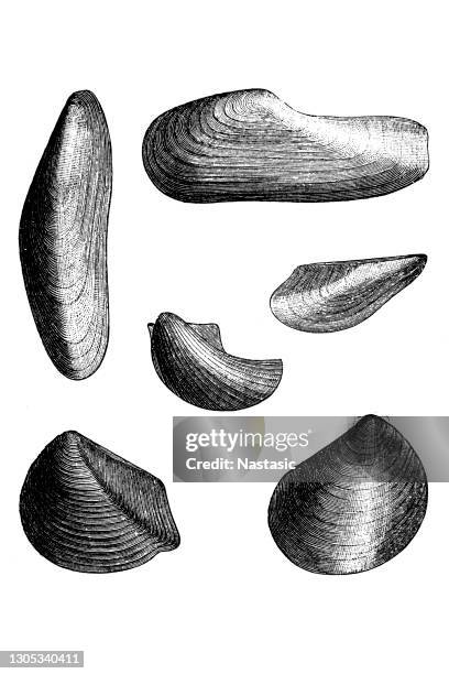 fossils from the pliocene and miocene era - pleistocene stock illustrations