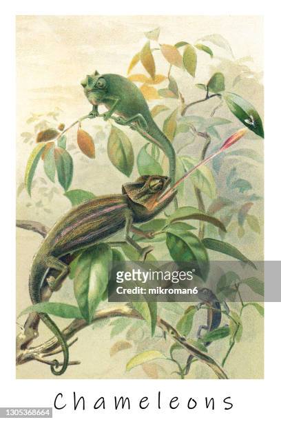old engraved illustration of chameleons or chamaeleons, old world lizards - kräldjur bildbanksfoton och bilder