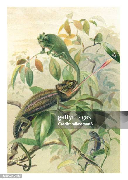 old chromolithograph illustration of chameleons or chamaeleons, old world lizards - chameleon white background stock pictures, royalty-free photos & images