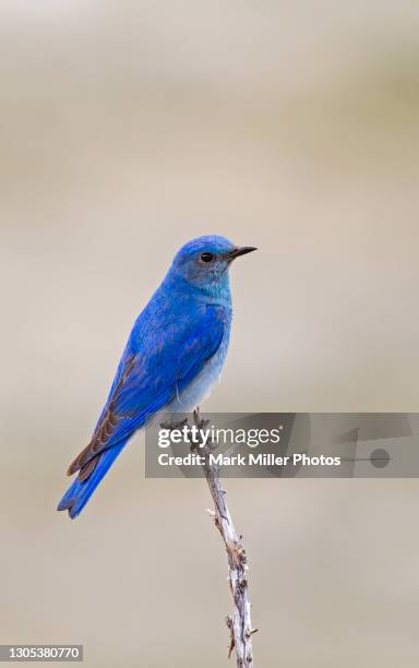 mountain bluebird perched in the wild - berghüttensänger stock-fotos und bilder