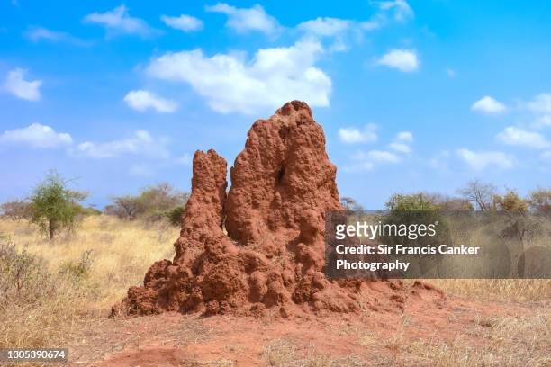 termite hill in tsavo national park, kenya - isoptera stock pictures, royalty-free photos & images