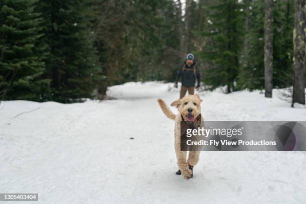 golden doodle dog out playing in the snow with his human - oregon wilderness stock pictures, royalty-free photos & images