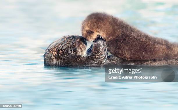 toching moment between mother sea otter and her newborn pup - cute otter stock pictures, royalty-free photos & images