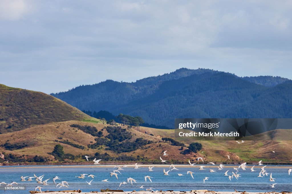Flock of white-fronted terns