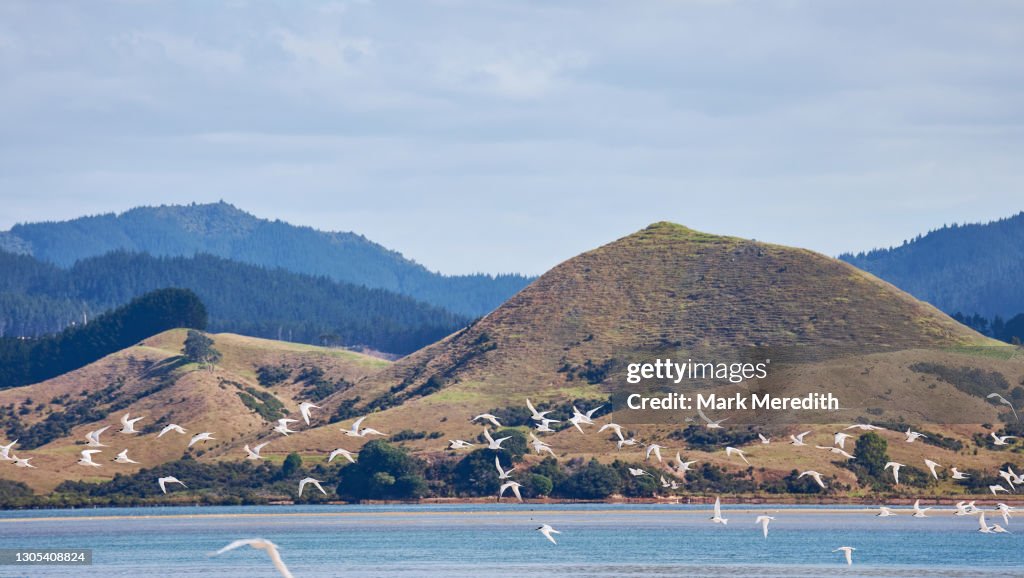 Flock of white-fronted terns